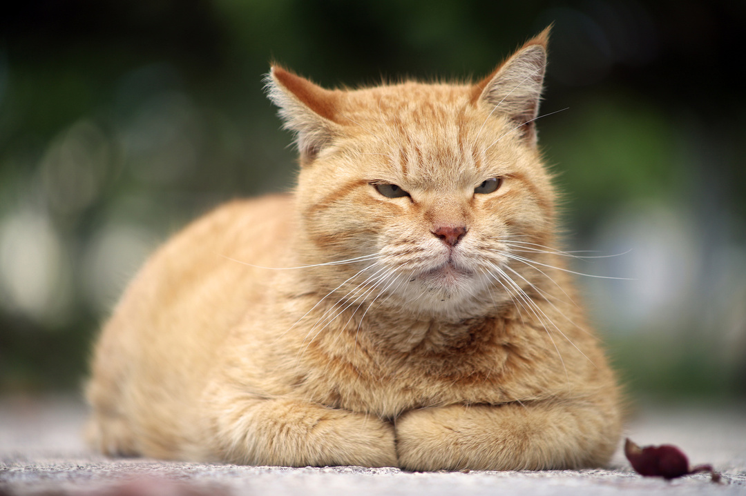 フランスでベストセラー!世界22ヵ国で翻訳!<br />猫の自分勝手な生き方は、やがては他人を幸せにする?<br />