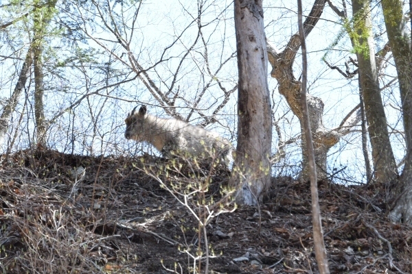 旅館までの道のりにカモシカがいた