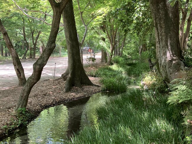 瀬見の小川