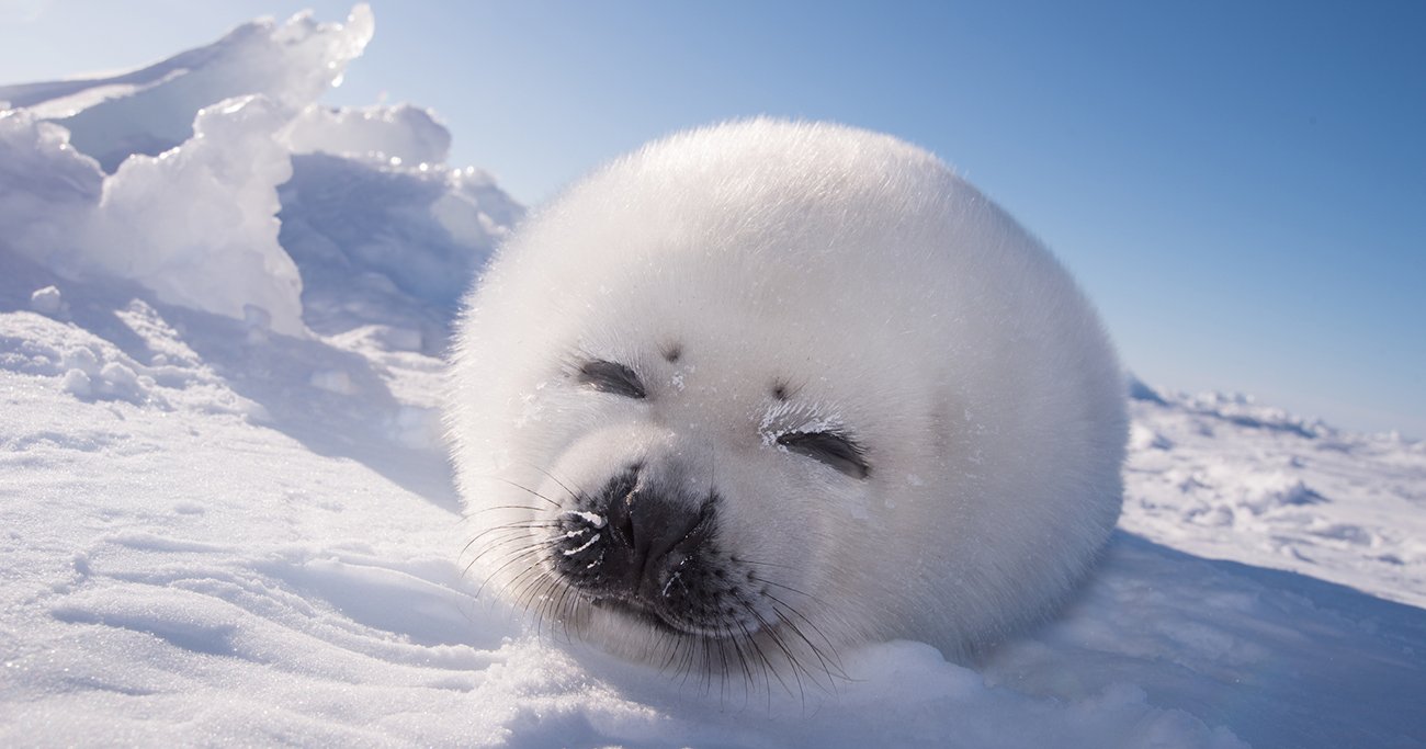 雪の上で横たわるアザラシの赤ちゃん