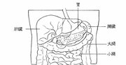 【外科医が教える】「無くても生きていける臓器」と「無しでは生きていけない臓器」