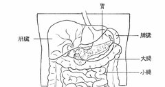 【外科医が教える】「無くても生きていける臓器」と「無しでは生きていけない臓器」