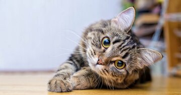 【量子超越の謎】量子コンピュータが古典コンピュータを「超越」するってどういうこと？