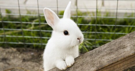 北野唯我「勝ち続ける組織を作りたいなら、ウサギの生存戦略に学べ」