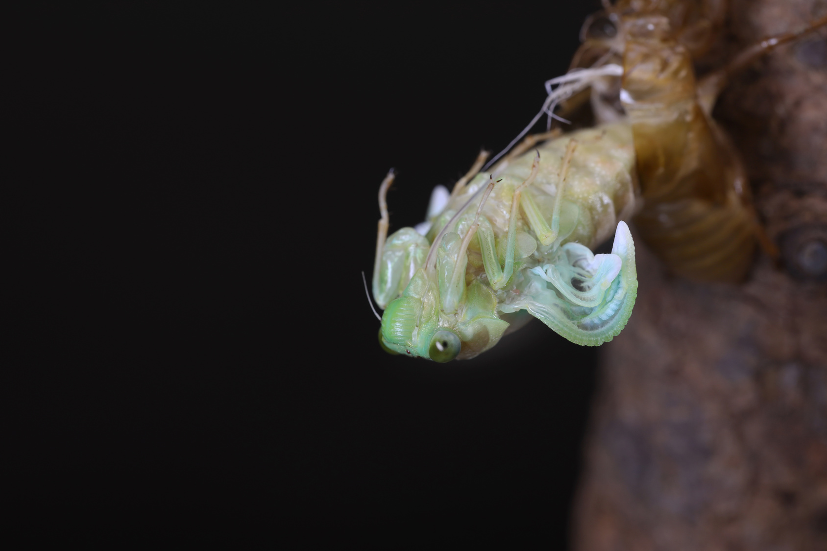 長さ1mの巨大ゼミ！羽化に時間がかかって絶滅？