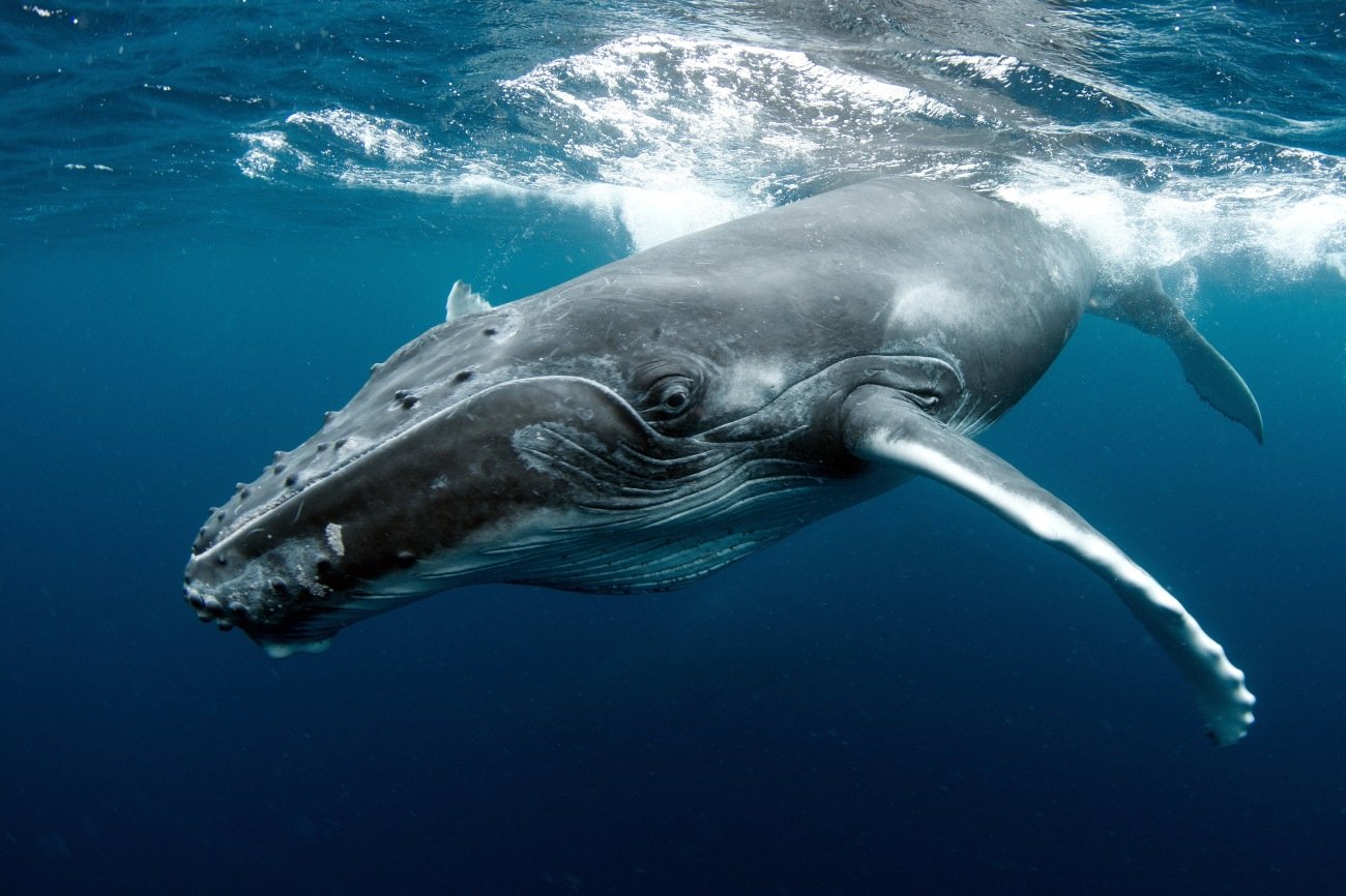 「クジラ」は恨みを忘れない…「重さ1トン」の硬い“尾びれ”や“胸びれ”で「シャチ」を猛烈に攻撃する納得の理由とは？