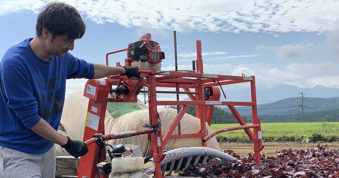 岩手県の安比高原の農場でシソを収穫する筆者。今も全国の農場を飛び回っている