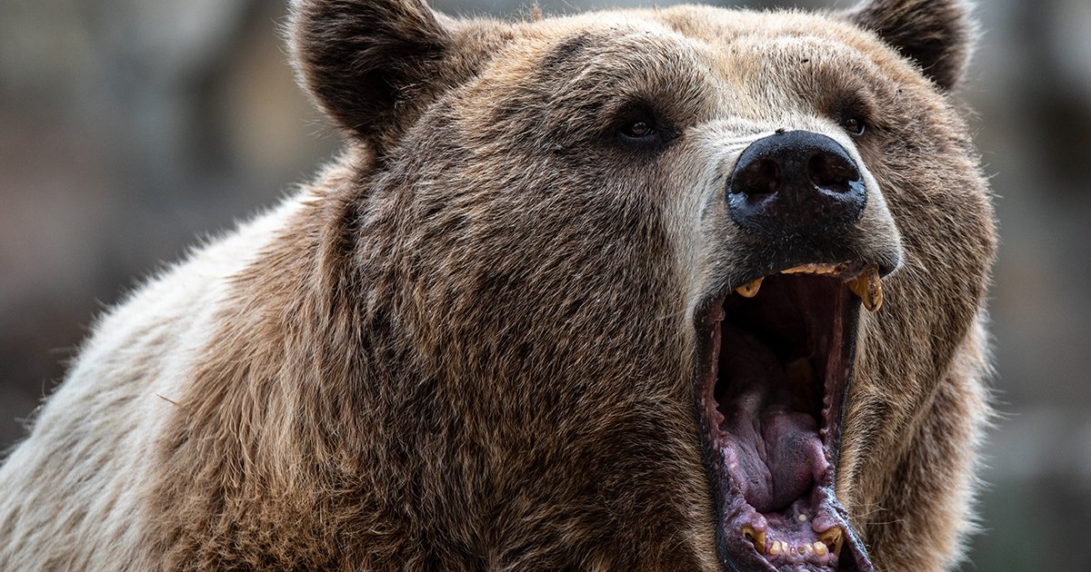 目をそらした瞬間にクマは襲い掛かってくる