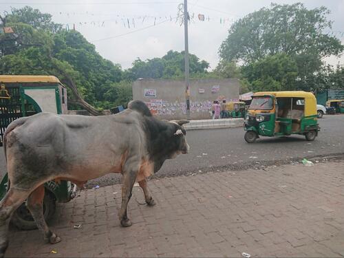 インドでは歩道や道路のあちらこちらで「野生の牛」が我が物顔で歩いていた（提供=筆者）