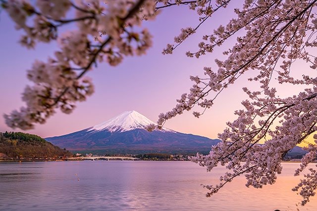 富士山 3つの楽しみ方 桜と富士 海外の富士山そっくり山 開運スポット 地球の歩き方ニュース レポート ダイヤモンド オンライン