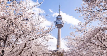 【韓国でも桜を楽しめる!?】韓国旅行でオススメの桜の観光地5選
