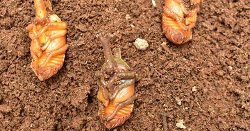 【カブトムシの謎】「一緒に暮らす幼虫」なぜ同時にサナギになる?その驚きの仕組みとは