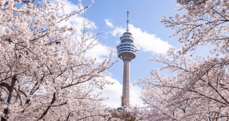 【韓国でも桜を楽しめる!?】韓国旅行でオススメの桜の観光地5選