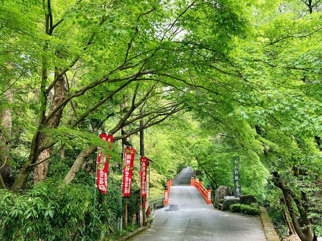 青もみじのトンネル
