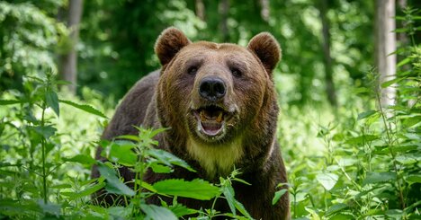 「すぐに走って逃げてクマを興奮させない」警告文が危険すぎるワケ