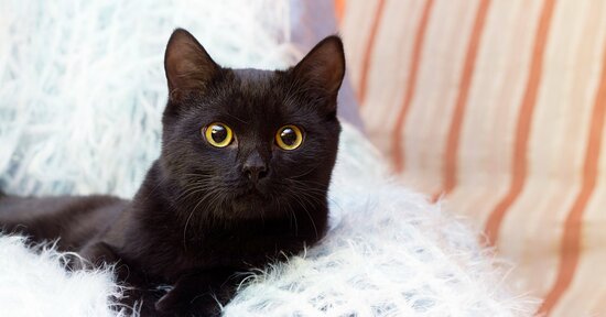 偉大な天文学者ハッブルの孤独を癒す…愛らしい黒猫との感動するはなし。