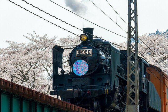写真：大井川鐵道,水蒸機関車（SL）,さくら