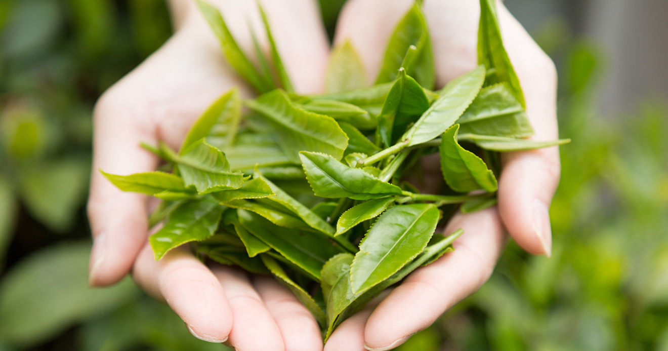 お茶や緑の葉菜類は老化を防ぐ 抗糖化作用 あり 食事の最初 に摂るのがポイント 男のアンチエイジングと 食 ダイヤモンド オンライン