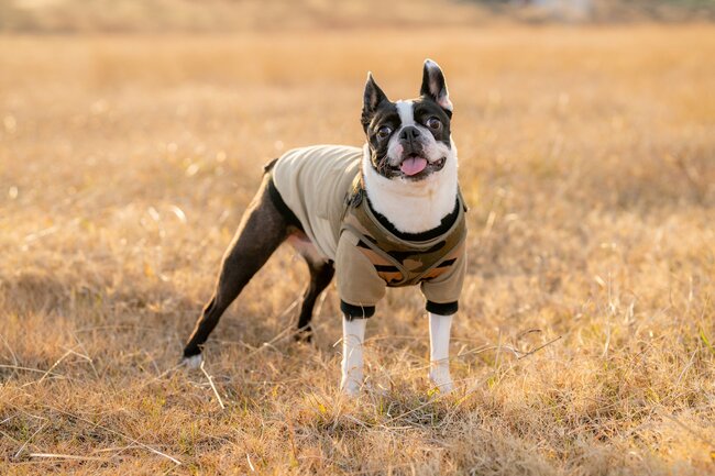 「愛犬家は健康な人が多い」のなぜ、ふだん何気なくやっている意外な習慣とは【日本在住1041人調査】