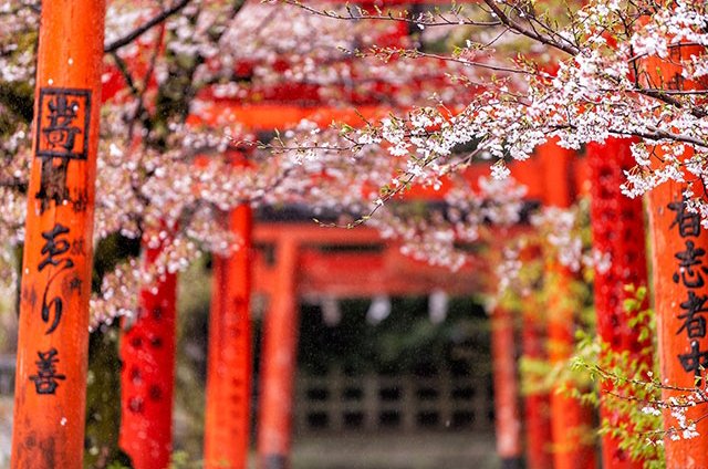 特別なパワーがみなぎる神社の鳥居