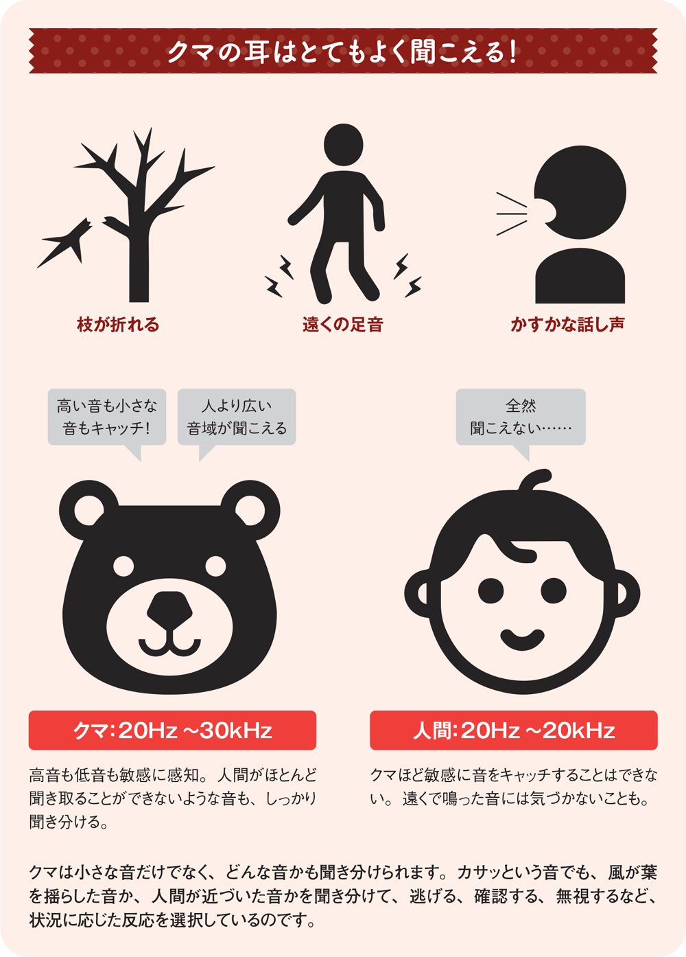 図:クマの耳はとてもよく聞こえる!