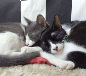 レンタルペットで議論過熱…「猫&犬ブーム」に落とす“暗い影”