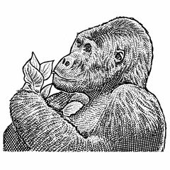 ゴリラが「スマホに映った自分」に興味津々、悩む動物園
