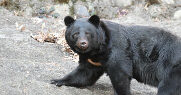 4人殺害したクマと戦って生還した50代男性が使った「即席の武器」