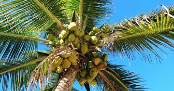 飛行機で「隣の席になったギャル」とカリブ海に行った話