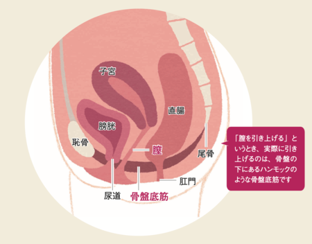 骨盤底筋はどこ？