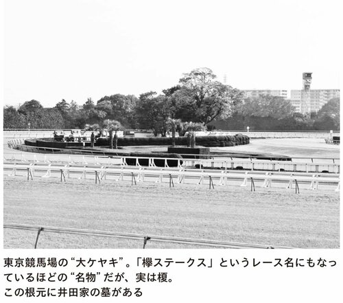 東京競馬場の“大ケヤキ”