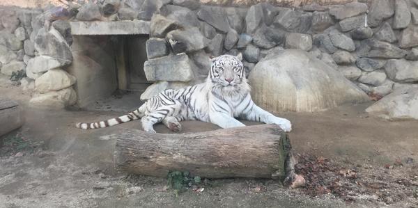 「けもフレ」の聖地・東武動物公園で目撃した、動物たちのせつない真実