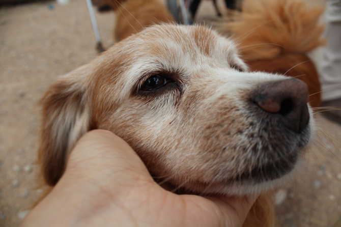 象牙のハンコを買うことが ゾウの密猟 絶滅にもつながっていく 世界のアニマルシェルターは 犬や猫を生かす場所だった ダイヤモンド オンライン