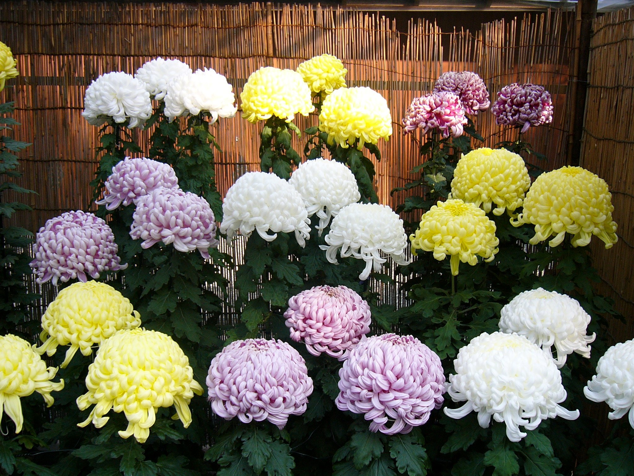 菊