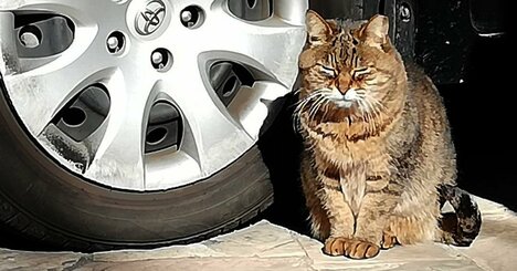 クルマに乗る前の「猫バンバン」ってそんなに大事なの？猫好き自動車ジャーナリストが解説する深～い意義