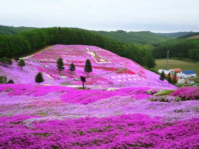 道東の大空町にある「ひがしもこと芝桜公園」