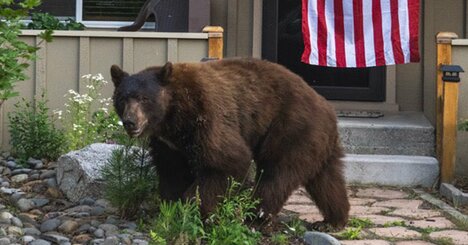 米国でもクマが大暴れ、加州タホ湖周辺で被害最多