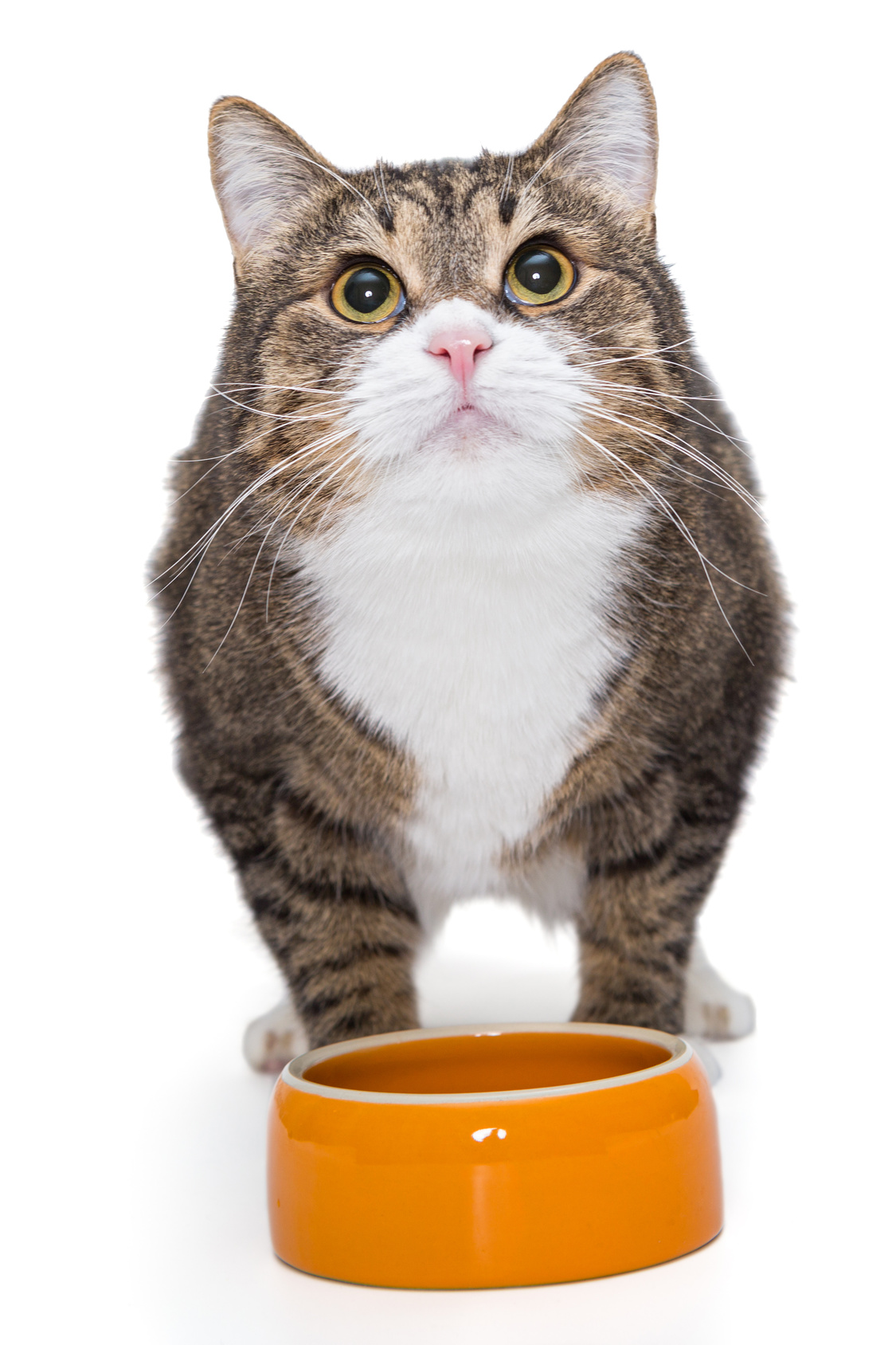 フランスでベストセラー！世界22ヵ国で翻訳！猫は理解している、いつだって堂々と頼み事をしたほうがいい理由とは？