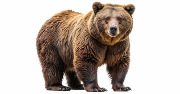 【生死を分ける】クマに遭遇したとき、命を守るベストな方法は?