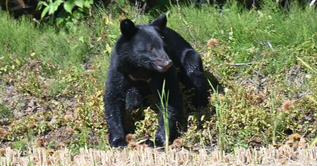 年々増加している「新世代クマ」ってなんだ!?クマ被害に遭わない一番の対策とは【専門家が解説】