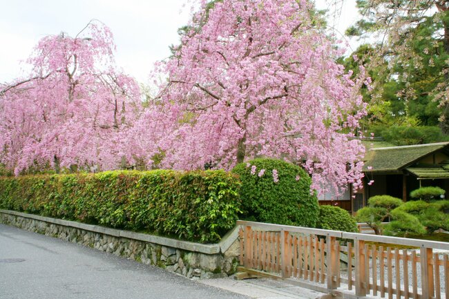 野村別邸「碧雲荘」（左京区）のしだれ桜