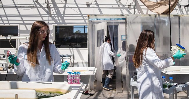 バイリドスの温室施設でミニチュア版の池から藻類の試料を収集する研究者ら（米カリフォルニア州サンディエゴ）