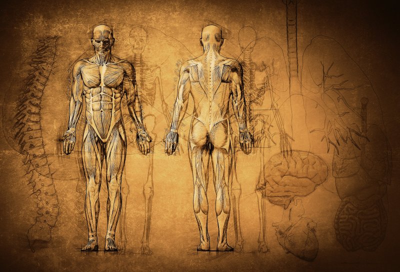 死体を探して墓地を歩き回る…解剖学者ヴェサリウスの「革命的な