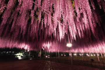 桜や星天など日本や世界の絶景に癒される臨場感たっぷりのVR動画