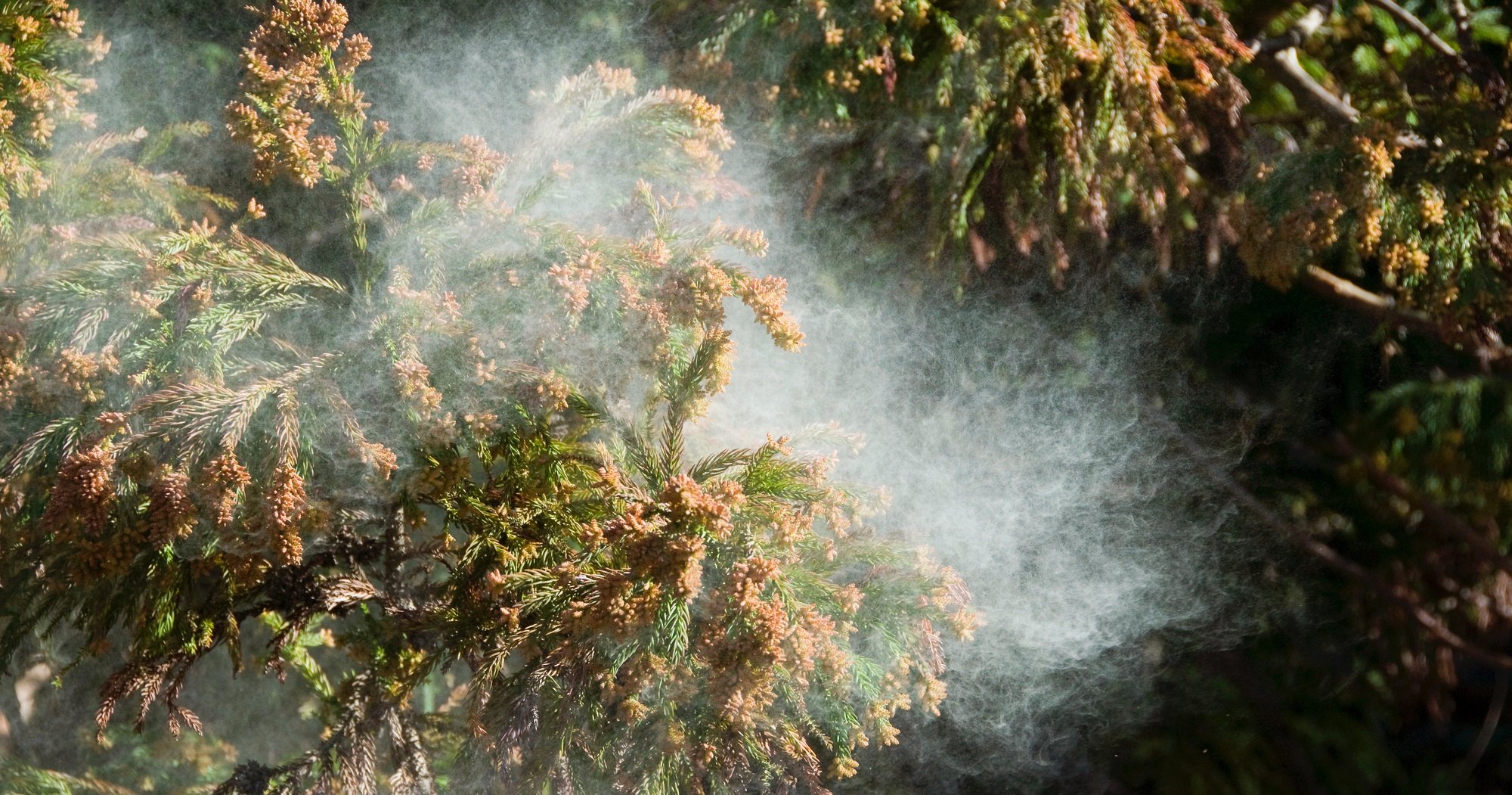 「花粉症の対策」実は夏が大事だった！専門医も効果を実感した根本治療とは？