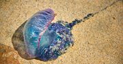 【海の最凶生物】死んだ後も人を刺す……。海岸で「青いビニール袋」を拾ってはいけない理由