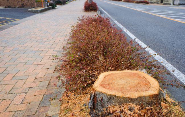 ビッグモーターだけではない!街路樹を本気で守ろうとしない「お役所仕事」な人々