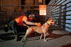 コロナ下のNYでネズミ狩り、主役は犬