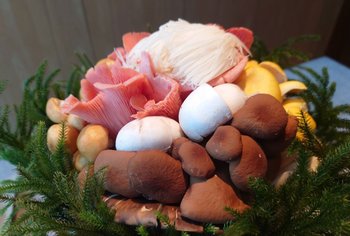 キノコ鍋には珍しいトキイロヒラタケなど10種類ものキノコを使う