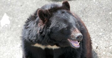 クマに9回襲われて生還した専門家が教える、クマに遭遇したとき「絶対やってはいけないこと」